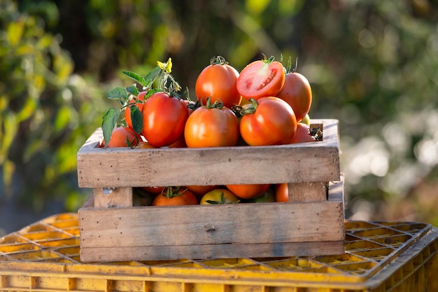Rolnicy zbierający pomidory w drewnianych skrzyniach z zielonymi liśćmi i kwiatami Świeże pomidory martwa natura odizolowane na tle gospodarstwa pomidorów rolnictwo ekologiczne widok z góry