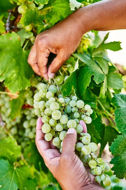 Rolnicy zbierający winogrona w gospodarstwach ekologicznych. Kobieta cięcia winogron stołowych. Ogrodnictwo, koncepcja rolnictwa