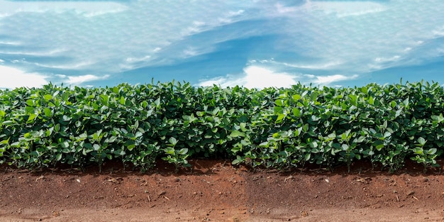 Rolnicza plantacja soi na błękitnym niebie - Zielona uprawa roślin soi przed działaniem promieni słonecznych.