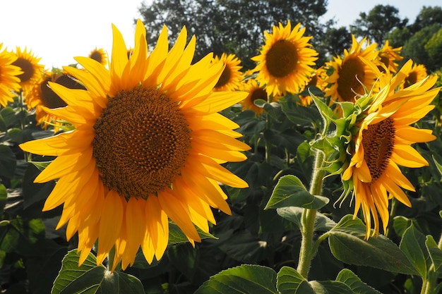 Rolnicze pole słoneczników Słonecznik Helianthus to rodzaj roślin z rodziny Asteraceae Roczny słonecznik i słonecznik bulwiasty Kwitnący pączek z żółtymi płatkami Życie w Serbii