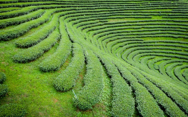 Rolniczego terenu zielona herbata na halnym Chiang raja Tajlandia