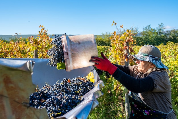 Rolniczka Opróżnia Wiadra Zebranych Winogron Do Przyczepy W Kakheti W Stanie Georgia.