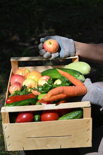 Rolniczka trzyma w rękach drewniane pudełko pełne świeżych, surowych warzyw Kosz z warzywami marchewką, ogórkami, papryką, jabłkami, dynią, natką pietruszki