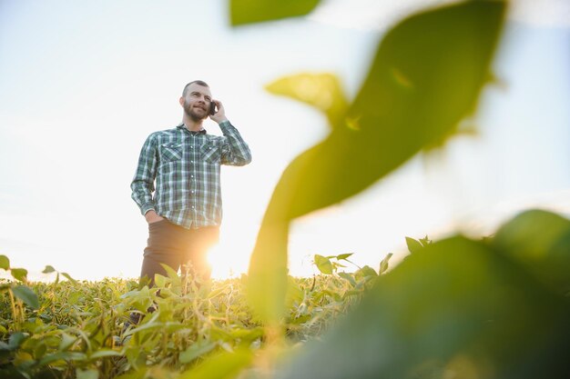 Rolnik agronom sprawdza zielone nasiona soi rosnące na polu. Rolnictwo