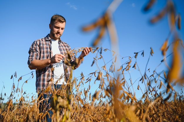 Rolnik Agronom W Polu Soi Sprawdzający Uprawy Przed Zbiorami. Produkcja I Uprawa żywności Ekologicznej.