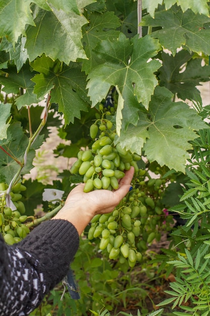 Rolnik bada krzew winogronowy pod kątem usunięcia nadmiaru niedojrzałych kiści winogron w winnicy