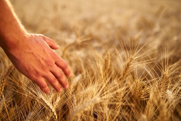 Zdjęcie rolnik dotykając dojrzałych uszu pszenicy ręką chodzący po złotym polu zbożowym o zachodzie słońca agronom w flanelowej koszuli badający uprawę przed zbiorem o wschodzie słonecznego słońca