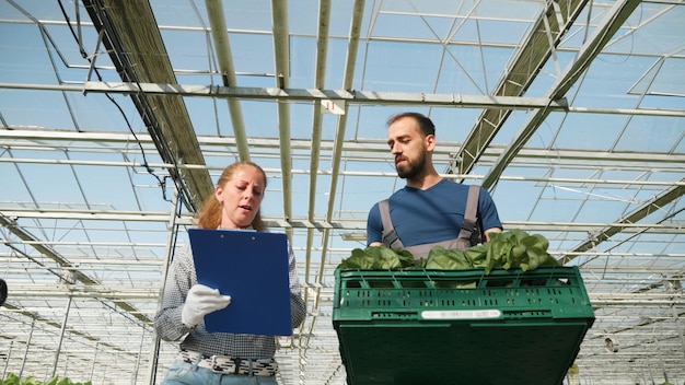 Rolnik farmer człowiek niosący kosz z ekologiczną świeżą sałatką w hydroponice plantacji szklarniowej. Ogrodnik omawia plantację rolną z bizneswoman pracującą przy produkcji