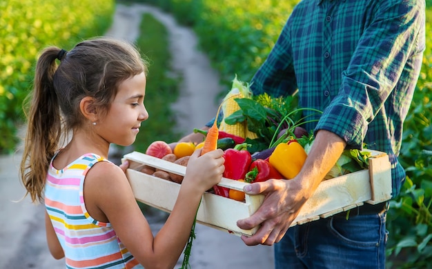 Rolnik i dziecko trzymają w rękach warzywa. Selektywne skupienie. Żywność.