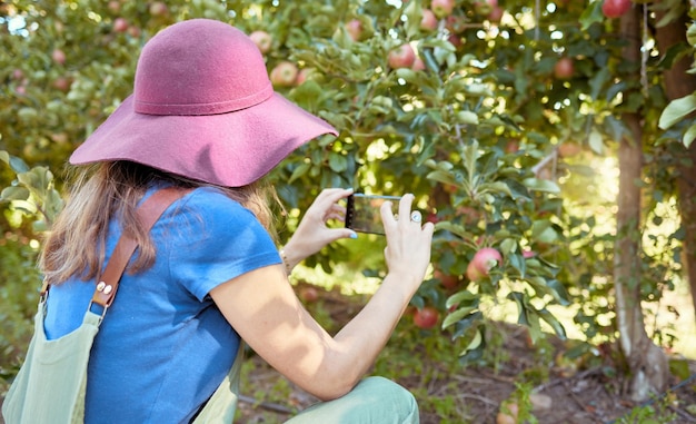 Rolnik i turysta robiący zdjęcia owoców do zbioru Jedna kobieta robi zdjęcia telefonem do mediów społecznościowych świeżych dojrzałych jabłek rosnących na drzewach w zrównoważonym sadzie na zewnątrz od tyłu