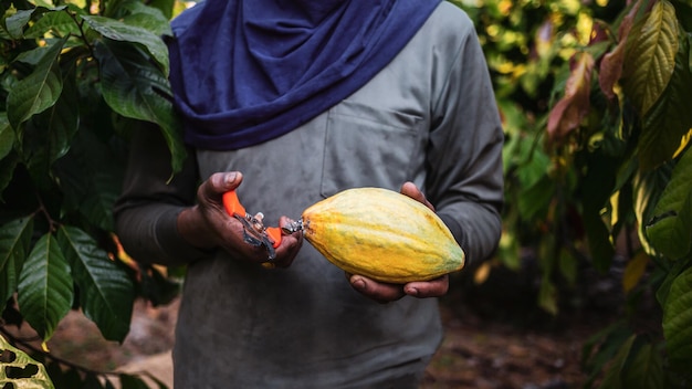 Rolnik kakaowy używa nożyc do przycinania do cięcia strąków kakaowych lub dojrzałego żółtego kakao