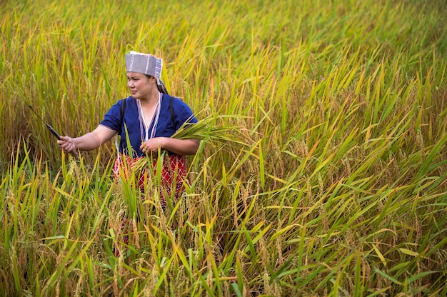 Rolnik kobiety zbiory ryżu w północnej Tajlandii