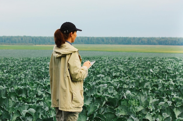 Rolnik kontroluje jakość plonu kapusty przed zbiorem Kobieta agronom korzystająca z cyfrowego tabletu i nowoczesnej technologii w rolnictwie