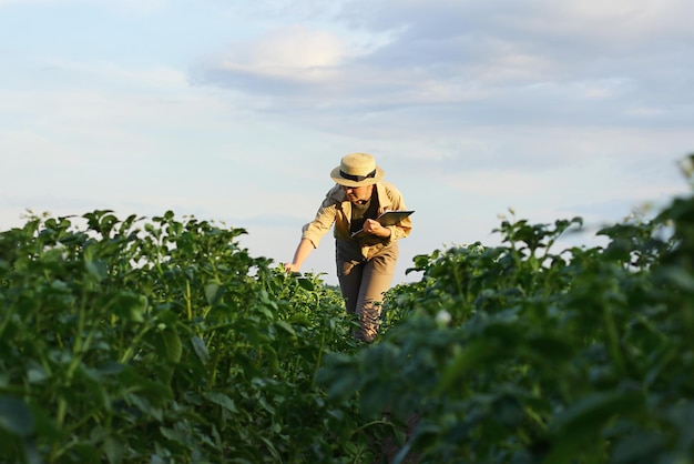 Rolnik kontroluje jakość upraw ziemniaka agronom w rolnictwie