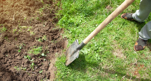 Rolnik kopie ziemię łopatą w ogrodzie