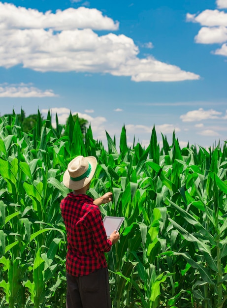 Rolnik korzystający z cyfrowego tabletu na plantacji kukurydzy