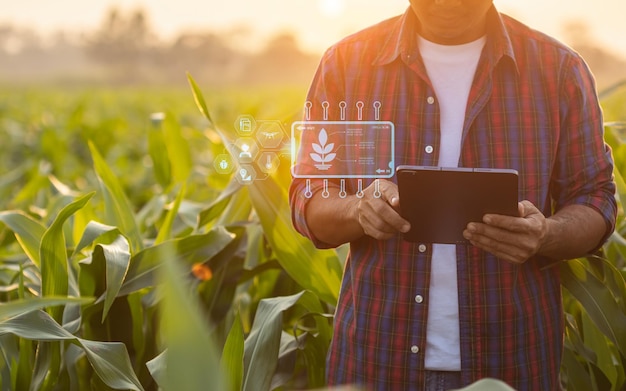 Rolnik korzystający z tabletu cyfrowego na polu upraw kukurydzy z ikonami interfejsu inteligentnego rolnictwa i efektem zachodu słońca z rozbłyskiem światła Inteligentna i nowa technologia dla koncepcji biznesowej rolnictwa