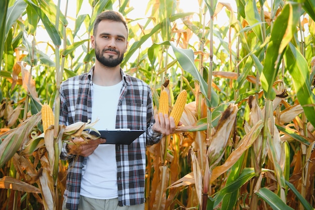 Rolnik lub agronom płci męskiej pracuje na polu kukurydzy. Koncepcja rolnictwa