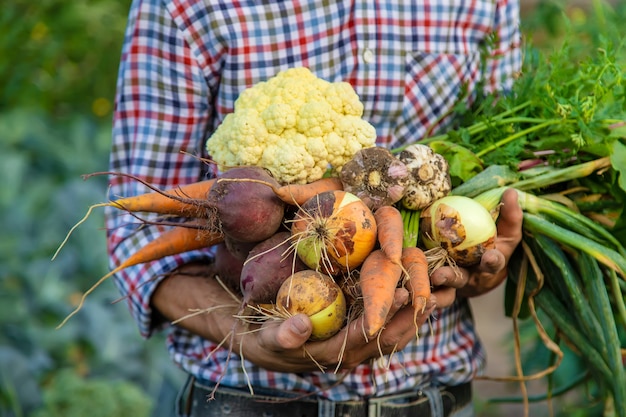 Rolnik mężczyzna trzyma warzywa w ręku w ogrodzie. Selektywne skupienie. Żywność.