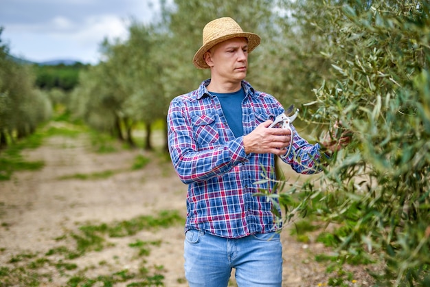 Rolnik mężczyzna w słomkowym kapeluszu na plantacji oliwek.