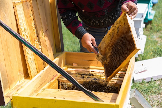 Rolnik na pasiece pszczelej trzyma ramki z plastrami woskowymi Planowane przygotowanie do zbioru miodu
