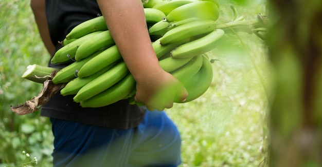 Zdjęcie rolnik niosący zielony banan w gospodarstwie. pracowniczy mienie zieleni banan dla bubla.