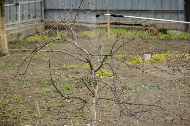 Rolnik opryskuje kwitnące drzewo owocowe przed chorobami roślin i szkodnikami