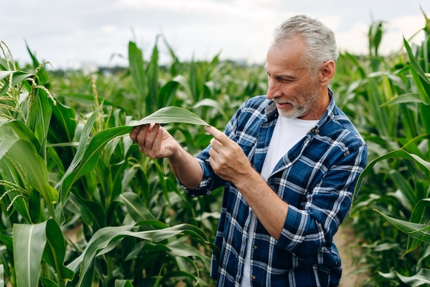 Rolnik płci męskiej bada i bada liście kukurydzy