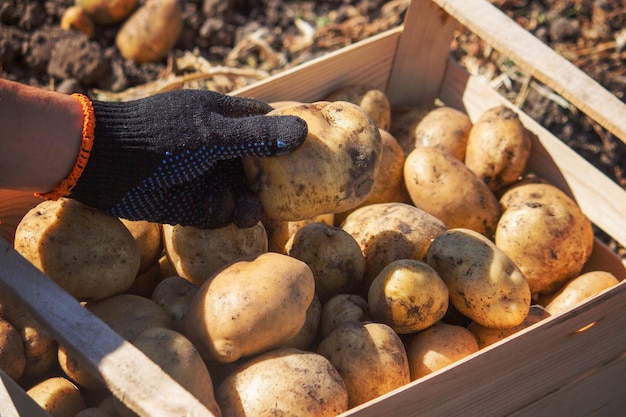 rolnik płci męskiej trzyma w rękach ziemniaka Selektywne skupienie się na naturze