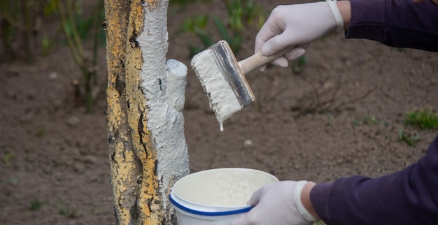 Rolnik pokrywa pień drzewa białą farbą ochronną przed szkodnikami