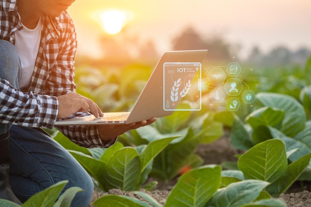 Rolnik pracujący na polu młodego tytoniu Mężczyzna używający cyfrowego laptopa do planowania zarządzania badaniem lub analizą młodego tytoniu po posadzeniu Inteligentne rolnictwo Technologia dla rolnictwa Koncepcja