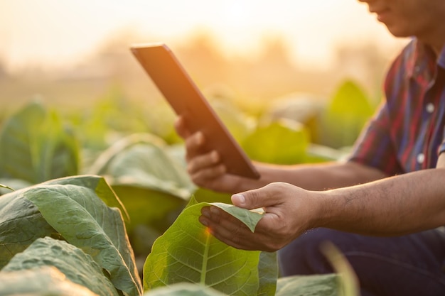Rolnik Pracujący Na Polu Tytoniu Mężczyzna Bada I Używa Tabletu Cyfrowego Do Planowania Zarządzania Lub Analizy Rośliny Tytoniu Po Posadzeniu Technologia Dla Rolnictwa Koncepcja