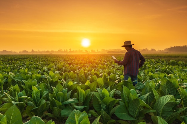Rolnik pracujący na polu tytoniu Mężczyzna bada i używa tabletu cyfrowego do planowania zarządzania lub analizy rośliny tytoniu po posadzeniu Technologia dla rolnictwa Koncepcja