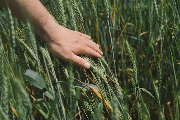 Rolnik przechodzi przez pole pszenicy i dotyka rękami zielonych kłosów Pszenicy Ręczny rolnik dotyka kłosów pszenicy na polu, sprawdzając jej zbiory Biznes rolniczy