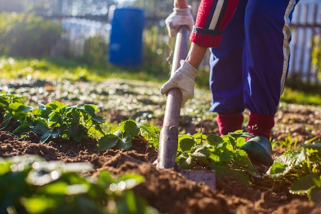 Rolnik przekopuje ziemię w warzywniku Przygotowanie gleby do sadzenia warzyw Koncepcja ogrodnictwa Prace rolnicze na plantacji