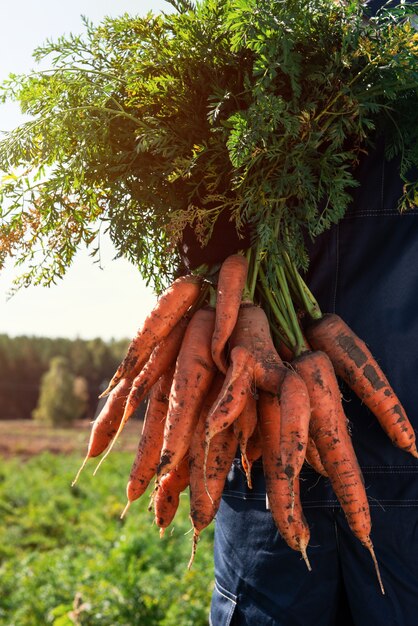 Rolnik ręce w rękawiczkach trzymający pęczek marchwi w koncepcji zbiorów w ogrodzie zbliżenie