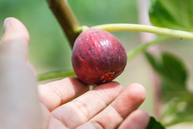 Rolnik ręcznie zbierający owoce figowe rosnące na gałęzi drzewa figowego w szklarni
