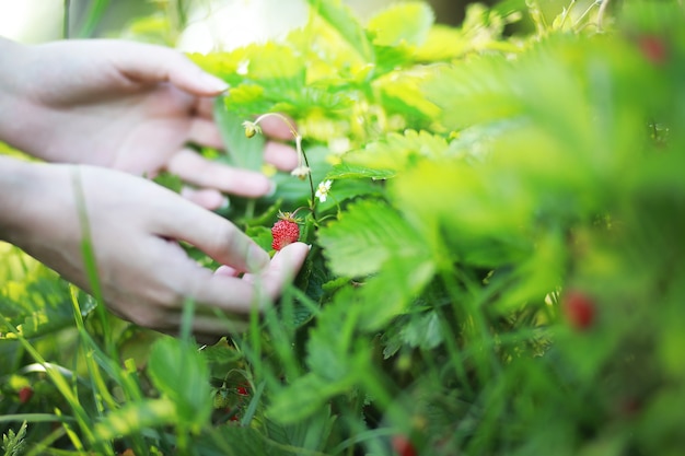 Rolnik ręki trzymającej uprawy ekologiczne naturalne dojrzałe czerwone truskawki sprawdzanie dojrzałości do zbierania kapelusza. Smaczny sok z plantacji zdrowych jagód. Przemysł rolno-spożywczy