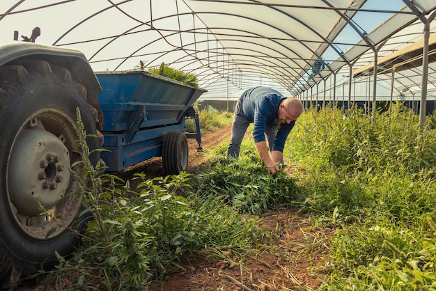 Rolnik Robotnik zbierający marihuanę umieszcza ścięte rośliny na tracktorze Organic Cannabis Sativa