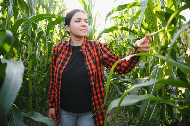 Rolnik rolnik rolnik w polu kukurydzy robotnik rolny analizujący rozwój upraw