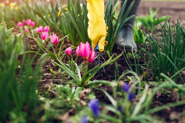 Rolnik rozluźniający ziemię ręcznym rozwidleniem wśród wiosna tulipanów kwitnie w ogródzie. Koncepcja hobby i rolnictwa
