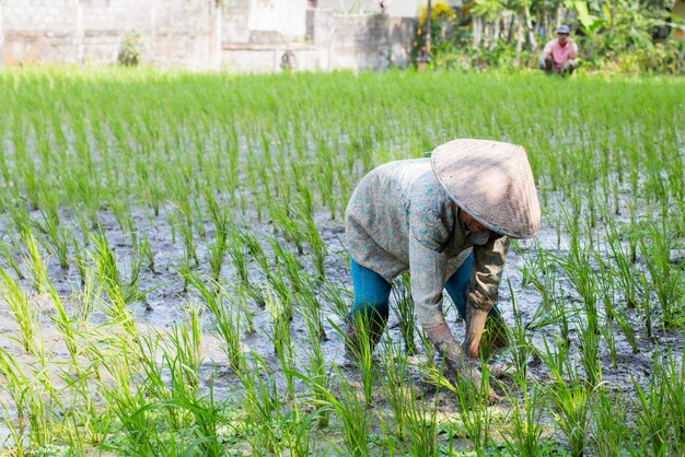 Rolnik ryżu pracuje na polach ryżu w gorące słoneczne popołudnie w pobliżu Ubud Bali w Indonezji