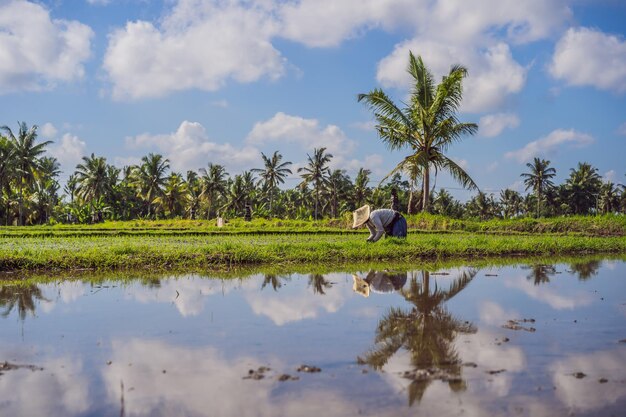 Rolnik sadzenia na ekologicznej ziemi uprawnej ryżu niełuskanego