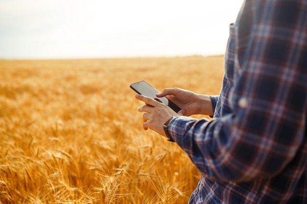 Rolnik sprawdzający postępy na polu pszenicy trzymający telefon i korzystający z internetowego pomysłu na obfite żniwa