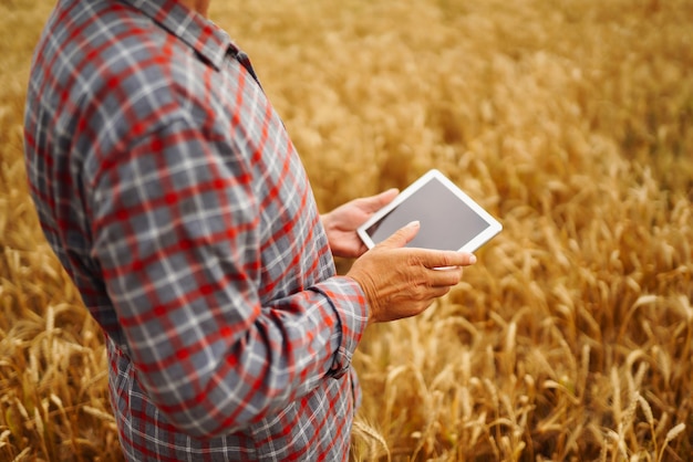 Rolnik sprawdzanie postępu pola pszenicy trzymając tablet za pomocą internetu Inteligentne rolnictwo.