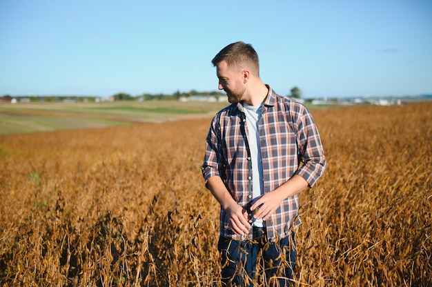 Rolnik stojący w polu soi badanie upraw o zachodzie słońca.