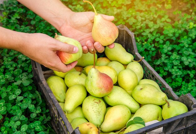 Rolnik trzyma w ogrodzie pudełko świeżo zebranych gruszek. Zdrowe, naturalne owoce. Selektywne skupienie.