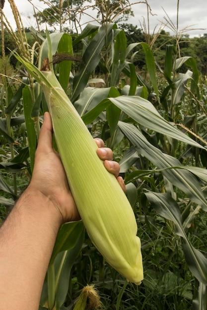 Rolnik trzymający kolbę kukurydzy na polu plantacji koncepcja dzień ziemi wiosna wakacje
