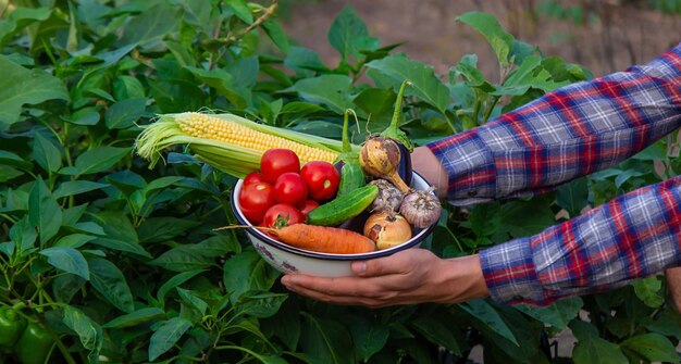 Rolnik trzymający świeżo zebrane warzywa z gospodarstwa
