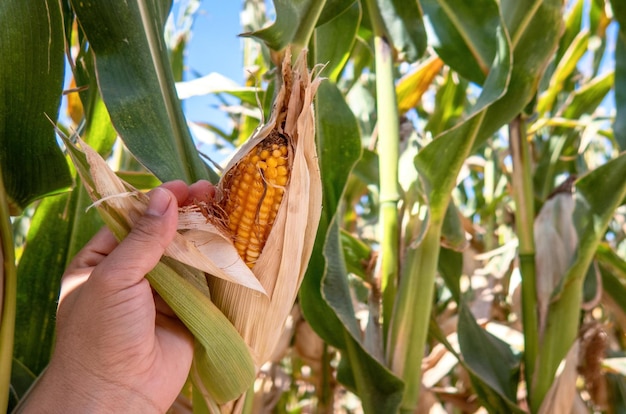 Rolnik trzymający w ręku kolby kukurydzy na polu kukurydzy